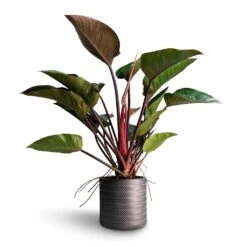 Philodendron Red Beauty -Plant Supplies Sale Philodendron Red Beauty 27x90cm Angle Cylinder Plant Pot Anthracite 30x30cm