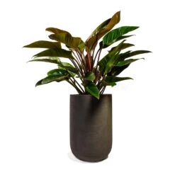 Philodendron Red Beauty -Plant Supplies Sale Philodendron Red Beauty 27x90cm Plant Pot Cody Ridge Dark Grey