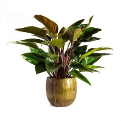 Philodendron Red Beauty -Plant Supplies Sale Philodendron Red Beauty 27x90cmPlant Pot Gusto Old Brown