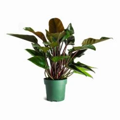 Philodendron Red Beauty -Plant Supplies Sale Philodendron Red Beauty Houseplant 27x90cm