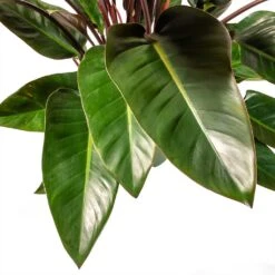 Philodendron Red Beauty -Plant Supplies Sale Philodendron Red Beauty Houseplant 3Leaf 27x90cm