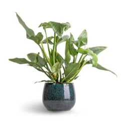 Philodendron Hastatum Silver Queen -Plant Supplies Sale Philodendron Silver Queen 17x50 Odile Plant Pot Petrol 24x19cm
