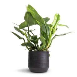 Philodendron Hastatum Silver Queen -Plant Supplies Sale Philodendron Silver Queen 17x50cm Norell Plant Pot Black 25x24cm