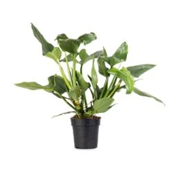 Philodendron Hastatum Silver Queen -Plant Supplies Sale Philodendron Silver Queen