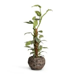 Luxe Lite Moon Globe Planter - Bronze -Plant Supplies Sale Philodendron Silver Queen Moss Pole 17x65cm Luxe Lite Moon Globe Planter Bronze 28x20cm
