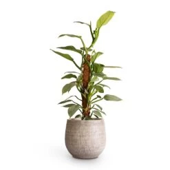 Ryan Plant Pot - White Black -Plant Supplies Sale Philodendron Silver Queen Moss Pole 17x65cm Ryan Plant Pot White Black 26x26cm