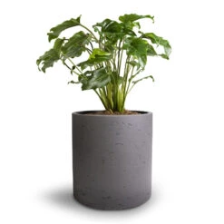 Puk Plant Pot - Black Washed -Plant Supplies Sale Philodendron Winterbourn Xanadu Philodendron 19x40cm Puk Plant Pot Black Washed 25x25cm e86ebc6f 8b99 48bc 9527 67d8582ed66c