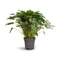 Philodendron Winterbourn - Xanadu Philodendron -Plant Supplies Sale Philodendron Winterbourn Xanadu Philodendron 21x60cm