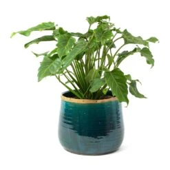 Philodendron Winterbourn - Xanadu Philodendron -Plant Supplies Sale Philodendron Winterbourn Xanadu Philodendron Iris Plant Pot Turquoise