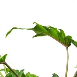 Philodendron Winterbourn - Xanadu Philodendron -Plant Supplies Sale Philodendron Winterbourn Xanadu Philodendron Leaf