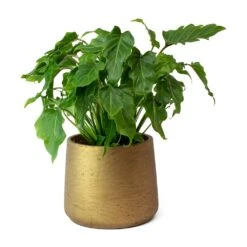 Philodendron Winterbourn - Xanadu Philodendron