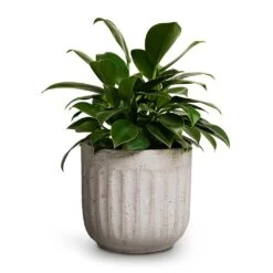 Philodendron Erubescens Green Princess -Plant Supplies Sale Philodendron erubescens Green Princess 12x25cm Duncan Plant Pot Cement 17x16cm 420ff894 e98d 44e5 96e1 4347c8b2e6f2