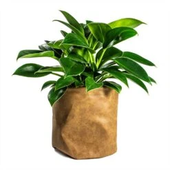 Philodendron Erubescens Green Princess -Plant Supplies Sale Philodendron erubescens Green Princess 12x25cm Plant Pot Juna Cognac 25x25cm