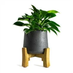 Philodendron Erubescens Green Princess -Plant Supplies Sale Philodendron erubescens Green Princess 12x25cm Plant Pot Patt Low Stand Black Washed 20x21cm