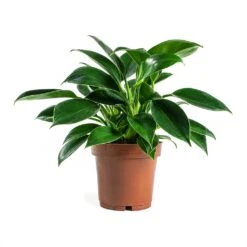 Philodendron Erubescens Green Princess -Plant Supplies Sale Philodendron erubescens GreenPrincess Houseplant 12x25cm