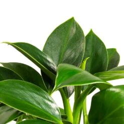 Philodendron Erubescens Green Princess -Plant Supplies Sale Philodendron erubescens GreenPrincess Houseplant Far Leaf 12x25cm