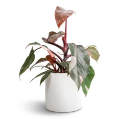 Puk Essentials Planter - Matt White -Plant Supplies Sale Philodendron erubescens Pink Princess 12x25cm Puk Essentials Planter Matt White 15x15cm fad5b674 5f6e 47b2 ae8a 068b643d5215