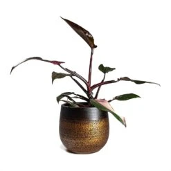 Mya Plant Pot - Shiny Mocha -Plant Supplies Sale Philodendron erubescens pink Princess Houseplant 17x50cm Plant Pot MYA Mocha 22x20cm 4b1412cc d9fe 49cd a989 a36d48b70164