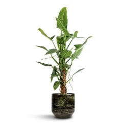 Sanna Plant Pot - Moss Green -Plant Supplies Sale Philodendron hastatum Silver Queen Moss Pole 17x65cm Sanna Plant Pot Moss Green 25x23cm d6f2d50f c0c4 434d 93ca 44f136a06d4f