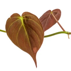 Philodendron Micans - Velvet Leaf Philodendron -Plant Supplies Sale Philodendron micans DETAIL 3