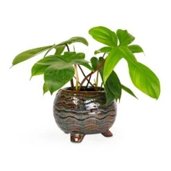Dewi Plant Pot - Marrakesh 27 Dewi Plant Pot - Marrakesh -Plant Supplies Sale Philodendron pedatum Oak Leaf Philodendron 12x25cm Dewi Plant Pot Marrakesh 18x14cm 276365b0 880c 4158 9e59 828415d627ce