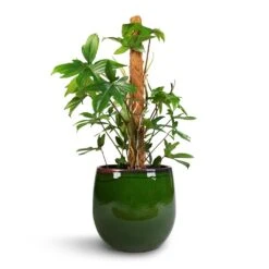 Philodendron Pedatum - Oak Leaf Philodendron - Moss Pole -Plant Supplies Sale Philodendron pedatum Oak Leaf Philodendron Moss Pole 21x100cm Charlotte Plant Pot Green 29x25cm