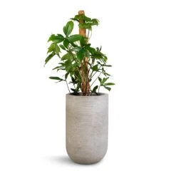 Cody Plant Vase - Ridged Cement -Plant Supplies Sale Philodendron pedatum Oak Leaf Philodendron Moss Pole 21x100cm Cody Plant Vase Ridged Cement 28x45cm 345985ed f7c5 4d87 96b9 7b23d7893316
