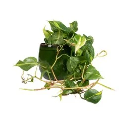 Charlotte Plant Pot - Green 39 Charlotte Plant Pot - Green -Plant Supplies Sale Philodendron scandens Brasil Sweetheart Plant 15x40cm Charlotte Plant Pot Green 23x20cm d7a76e0b a1cb 4161 b7a3 b25e57f95817