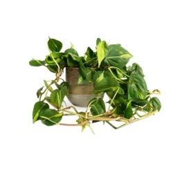 Philodendron Scandens Brasil - Sweetheart Plant -Plant Supplies Sale Philodendron scandens Brasil Sweetheart Plant 15x40cm Issa Plant Pot Ochre 18x17cm