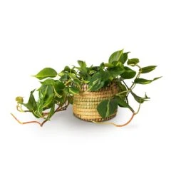 Philodendron Scandens Brasil - Sweetheart Plant -Plant Supplies Sale Philodendron scandens Brasil Sweetheart Plant 15x40cm Jane Plant Baskets Set5 Jungle 3c512b2f 021b 446b be25 b4f07e34175a