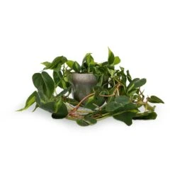 Philodendron Scandens Brasil - Sweetheart Plant -Plant Supplies Sale Philodendron scandens Brasil Sweetheart Plant 15x40cm Tarra Plant Pot Forest 19x16cm