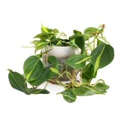 Tarra Plant Pot - Forest -Plant Supplies Sale Philodendron scandens Brasil Sweetheart Plant 15x40cm Tarra Plant Pot Forest 19x16cm 59e426ac f1ea 44f0 903a 73e6753f4e76