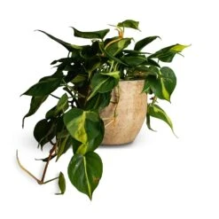 Philodendron Scandens Brasil - Sweetheart Plant -Plant Supplies Sale Philodendron scandens Brasil Sweetheart Plant 17x30cm Emmy Plant Pot Camel 22x20cm 110b25b9 292b 4fc9 bf78 9bf71d2135ee