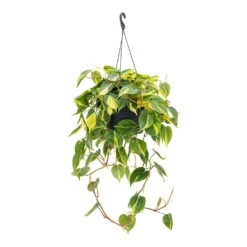Philodendron Scandens Brasil - Sweetheart Plant -Plant Supplies Sale Philodendron scandens Brasil Sweetheart Plant 28cm