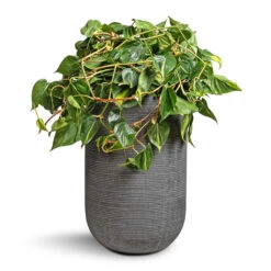 Cody Plant Vase - Ridged Dark Grey -Plant Supplies Sale Philodendron scandens Brasil Sweetheart Plant 28x50cm Cody Plant Vase Ridged Dark Grey 35x55cm