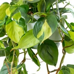 Philodendron Scandens Brasil - Sweetheart Plant -Plant Supplies Sale Philodendron scandens Brasil Sweetheart Plant Leaves