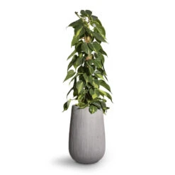 Patt High Plant Vase - Ridged Cement -Plant Supplies Sale Philodendron scandens Brasil Sweetheart Plant Moss Pole 17x80cm Patt High Plant Vase Ridged Cement 29x43cm 2 b4572f90 6036 4497 be13 2a2f58a256db
