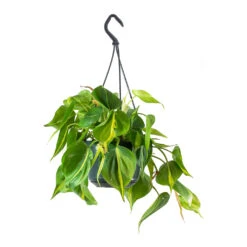 Philodendron Scandens Brasil - Sweetheart Plant -Plant Supplies Sale Philodendron scandens Brasil Sweetheart Plant Small