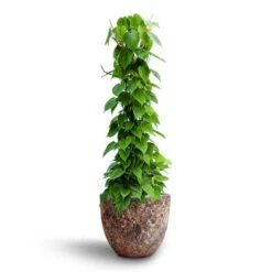 Lava Couple Relic Planter - Pink 17 Lava Couple Relic Planter - Pink -Plant Supplies Sale Philodendron scandens Column Hydroculture Lava Couple Relic Planter Pink 4fbe3224 1904 48d2 b6e4 940f9bcb3cb1