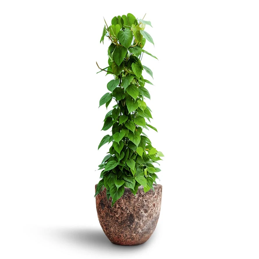 Lava Couple Relic Planter - Pink 8 Lava Couple Relic Planter - Pink - Image 8