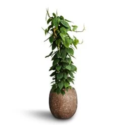 Polystone Coated Plain Balloon Planter - Rock -Plant Supplies Sale Philodendron scandens Column Hydroculture Polystone Coated Plain Balloon Planter Rock cb5be037 7a70 46b9 ad28 b30a6a8246cb