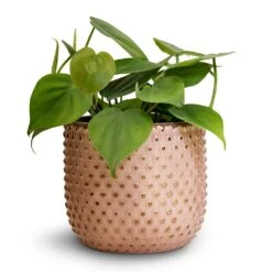 Philodendron Scandens - Sweetheart Plant -Plant Supplies Sale Philodendron scandens Sweetheart Plant 12x20cm Bolino Plant Pot Pale Rose 14x13cm 3