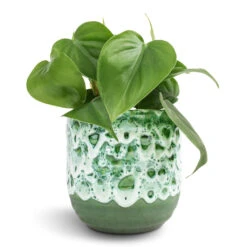 Philodendron Scandens - Sweetheart Plant -Plant Supplies Sale Philodendron scandens Sweetheart Plant 12x20cm Ocean Glaze Plant Pot Emerald 13x13cm