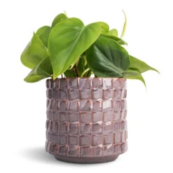 Philodendron Scandens - Sweetheart Plant -Plant Supplies Sale Philodendron scandens Sweetheart Plant 12x20cm Stian Plant Pot Lavender Candy 13x12cm