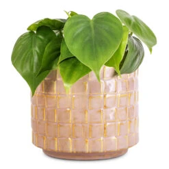 Philodendron Scandens - Sweetheart Plant -Plant Supplies Sale Philodendron scandens Sweetheart Plant 12x20cm Stian Plant Pot Soft Nougat 16x15cm