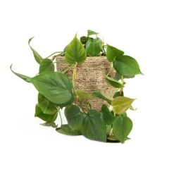 Philodendron Scandens - Sweetheart Plant -Plant Supplies Sale Philodendron scandens Sweetheart Plant 15x30cm Cody Plant Pot Straw Grass 22x20cm b76481fa fd97 43c1 8ae9 c16bbbe9ce01