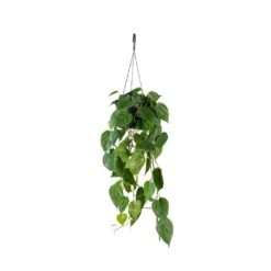 Philodendron Scandens - Sweetheart Plant -Plant Supplies Sale Philodendron scandens Sweetheart Plant 17x30cm