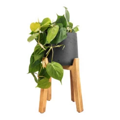 Philodendron Scandens - Sweetheart Plant -Plant Supplies Sale Philodendron scandens Sweetheart Plant 17x30cm Patt Plant Pot Tall Stand Black Washed 30x43cm 4a2880d2 3507 4669 8b46 44d1d866ea87