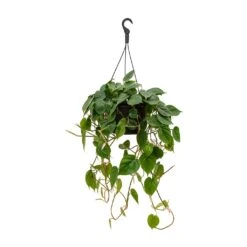 Philodendron Scandens - Sweetheart Plant -Plant Supplies Sale Philodendron scandens Sweetheart Plant 28x50cm