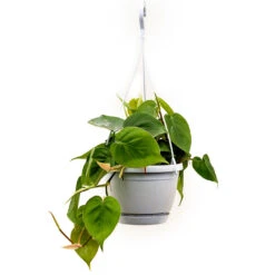 Philodendron Scandens - Sweetheart Plant -Plant Supplies Sale Philodendron scandens Sweetheart Plant 40cm